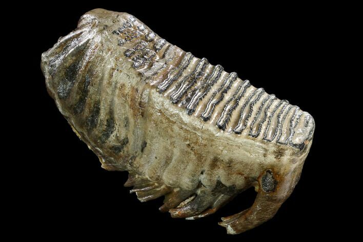 Woolly Mammoth M Molar - Hungary #123642